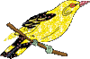Красивая птичка с желтым опереньем