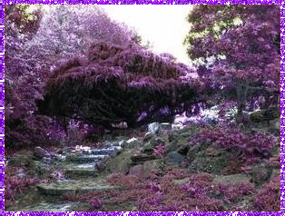 Весна в фиолетовом цвету