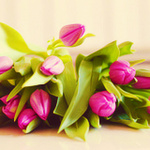 Розовые тюльпаны сложены