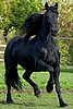 Черный конь с развивающейся гривой
