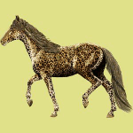 Леопардовый конь