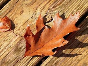 Открытки Осень. Осенний лист