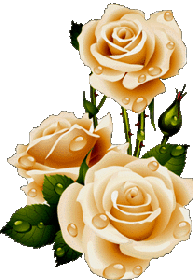 Нежные розы с росой