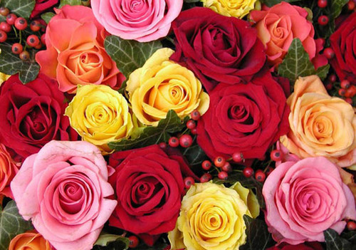 Фото шикарных пышных разноцветных роз