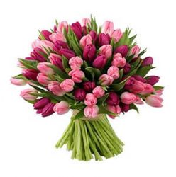 Розовые и бордовые тюльпаны. букет