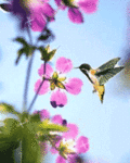Колибри у розовых цветов