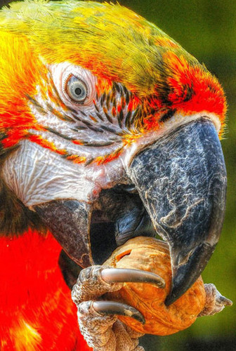 Важный разноцветный попугай лакомится грецким орехом