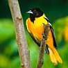 Желто-черная птица
