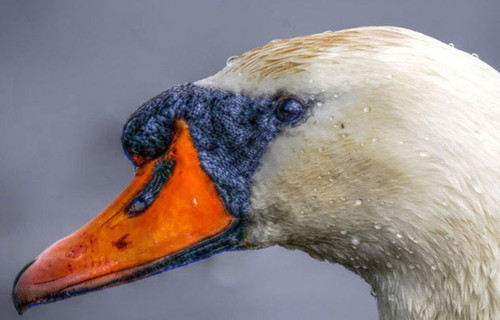 Фото головы белого лебедя. Горделивая птица с ярко-оранже...