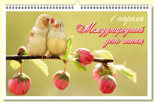 Международный День птиц! Хорошего вам настроения!