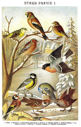 1 апреля - Международный День птиц. Красота пернатых
