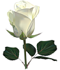 Белая роза с зеленой листвой