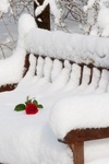 Красная роза лежит на лавочке покрытой снегом