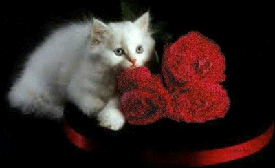 Анимашка с ароматом таинственности - белая кошка и красны...