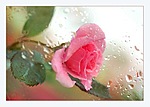 Через стекло с каплями дождя видна розовая роза