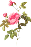 Розы Нежная розовая розочка смайлик gif анимация