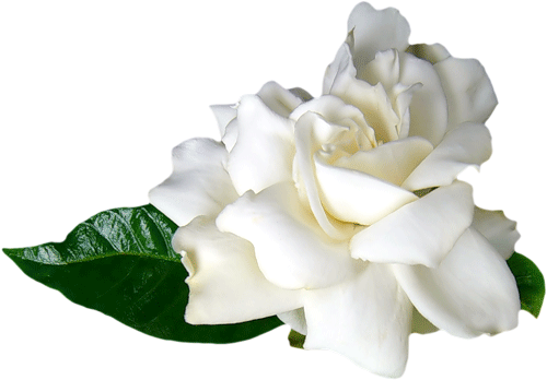 Белая объемная роза