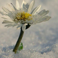 Ромашка в снегу