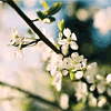 Белые цветки цветущей вишни