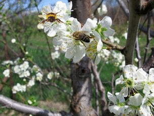 Весна.Пчелки собирают нектар