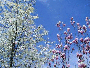 Весна.Цветут плодовые деревья