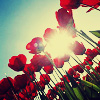 Сквозь тюльпаны пробивается солнце