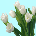 Букетик белых тюльпанов