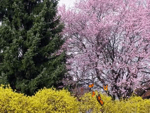 Весна.Цветущее дерево,ель и бабочки