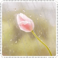 Розовый тюльпан под дождём