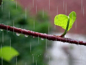 Весенний дождь