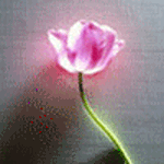 Тюльпан одинокий