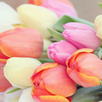 Разноцветные тюльпаны в подарок