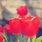 Красные тюльпаны с большими головками