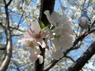 Весна.Голубь на ветке цветущего дерева