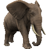 Слон серый с большими бивнями