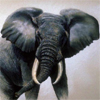 Серый слон с бивнями