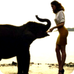 Девушка кормит слона