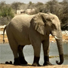 Слон серый  на фоне реки