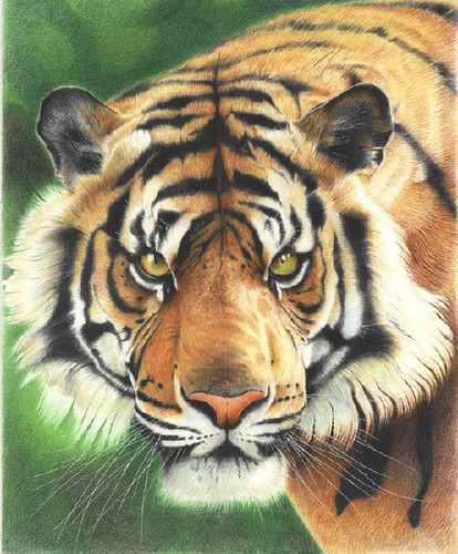 Тщательно нарисованный цветной рисунок тигра. Виден и бле...
