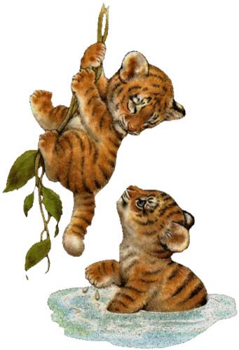 Два тигрёнка играют в пруду