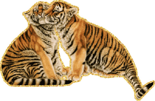 Тигры подростки впервые испытывают влюбленность. Они урча...