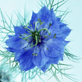 Синий цветок с мелкими листиками