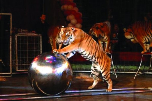 Открытки. Всемирный день цирка. Тигр с шаром