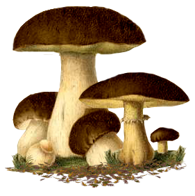 Симпатичное семейство грибов