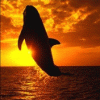 Дельфин в лучах заката