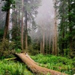 Сосновый лес, поваленное бурей дерево