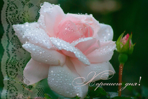 Хорошего дня!  Прекрасная роза в росе