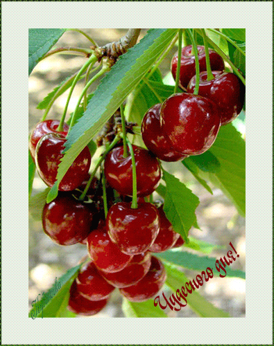 Чудесного дня!  Ветка с ягодами вишни покачивается