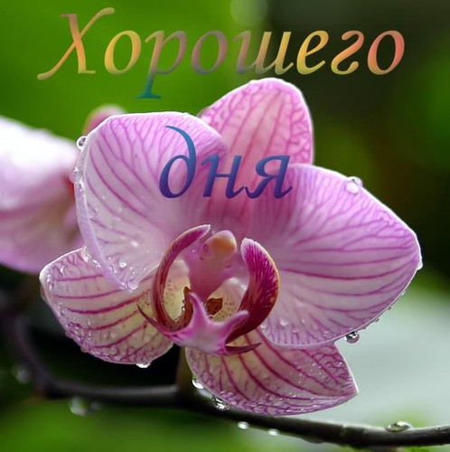 Хорошего дня!  Цветок орхидеи