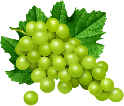 Рисунок зеленого винограда. С давних пор эти удивительные...